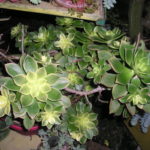 Aeonium-decorum-variegatum