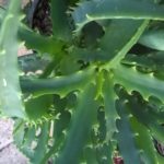 Aloe-arborescens