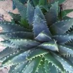 Aloe-brevifolia