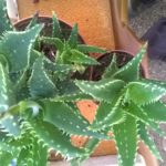 Aloe-concina