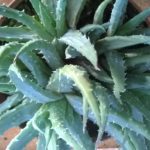 Aloe-humilis