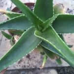 Aloe-soraria