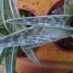 Aloe-variegata