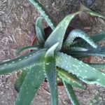 Aloe-vera