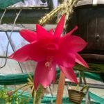Aporocactus-Laurianne-rouge-petite-fleur-tardive
