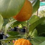 Bigaradier-Citrus-aurantium-Bizaria