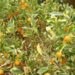 Calamondin-variegata-Citrus-Madurensis