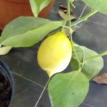 Citronnier-Citrus-lemon-Betera