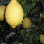 Citronnier-Citrus-lemon-Eureka