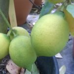 Citronnier-Citrus-lemon-Florentina
