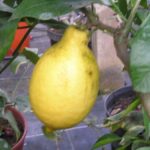 Citronnier-Lunario-Citrus-lemon