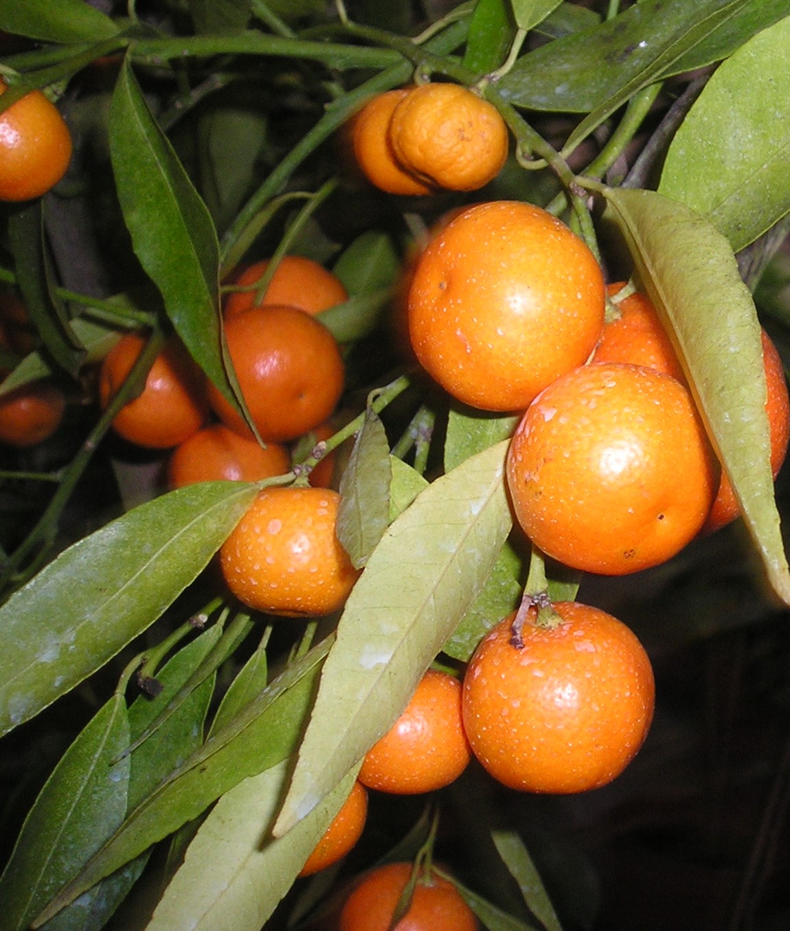 Clémentine (Citrus reticulata), un hybride remarqué par le père