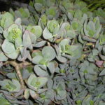 Crassula-Blue-hale