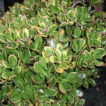 Crassula-portulacea-Sunset