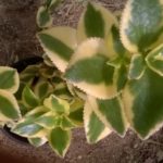 Crassula-sarmentosa-variegata