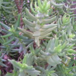 Crassula-tetragona