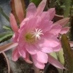 Epiphyllum-Bohemienne