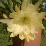 Epiphyllum-Yellow-Gem