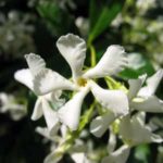 Jasmin-etoile-faux-jasmin-trachelospermum-jasminoides