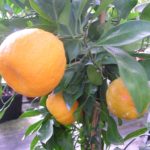 Kumquat-Citrus-fortunella-Fukushu