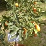 Kumquat-Geant