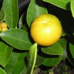 Kumquat-Meiwa