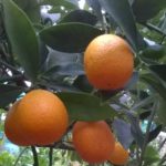 Kumquat-polyandre