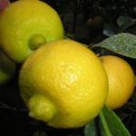 Lime-Orientale-Citrus-lemon