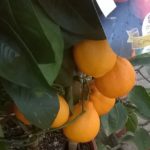 Lime-rangpur-Citrus-otahitensis