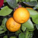 Mandarine-ortanique-Citrus-reticulata