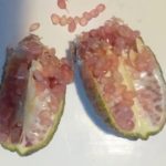 Microcitrus-australacicas-Pink-Ice