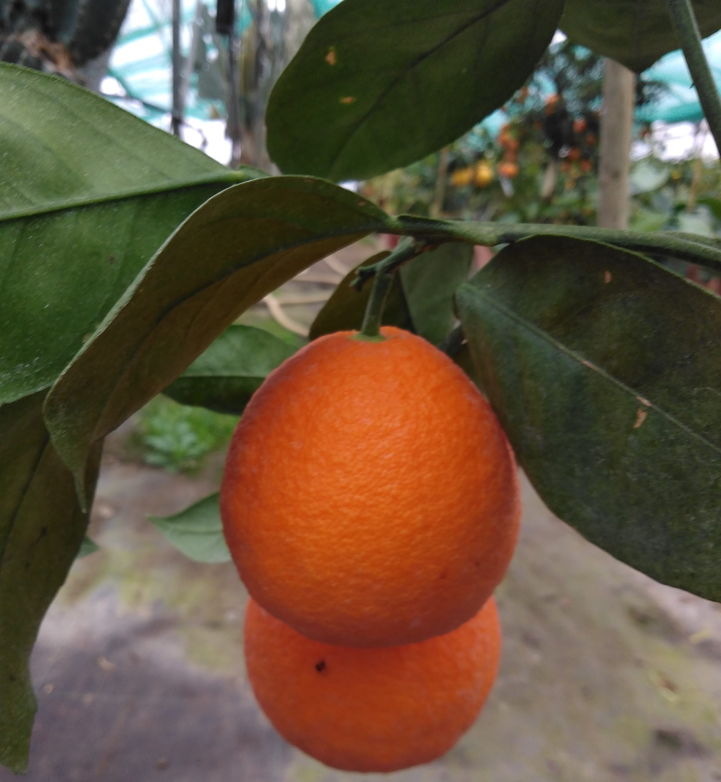 Oranger Berna Citrus Sinensis