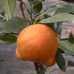 Oranger-Citrus-sinensis-Orange-navelate