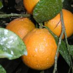 Oranger-Citrus-sinensis-Orange-sanguine-double-fine