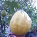 Oranger-Citrus-sinensis-Oranger-Bizaria