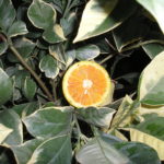 Oranger-Citrus-sinensis-Tiger-Navel-feuille-panachee