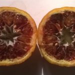 Oranger-citrus-sinensis-Moro