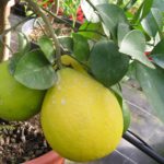 Pamplemoussier-Citrus-grandis-Maxima