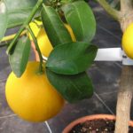 Pamplemoussier-Citrus-grandis-Pomelos-paradisii-Marsh