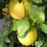 Pamplemoussier-Citrus-grandis-Pomelos-ruby