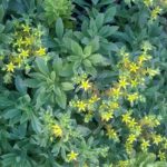 Sedum-floriferum