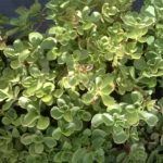 Sedum-spurium