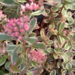 Sedum-spurium-tricolor