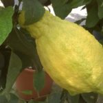 citron cylindrica(2)